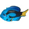 蓝调鱼